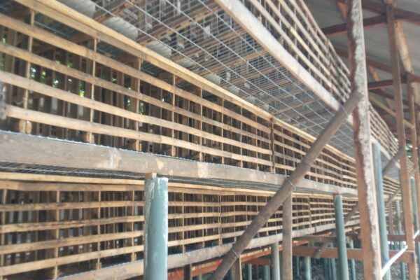 Kondisi kandang ayam , masih kosong dan belum ada aktifitas