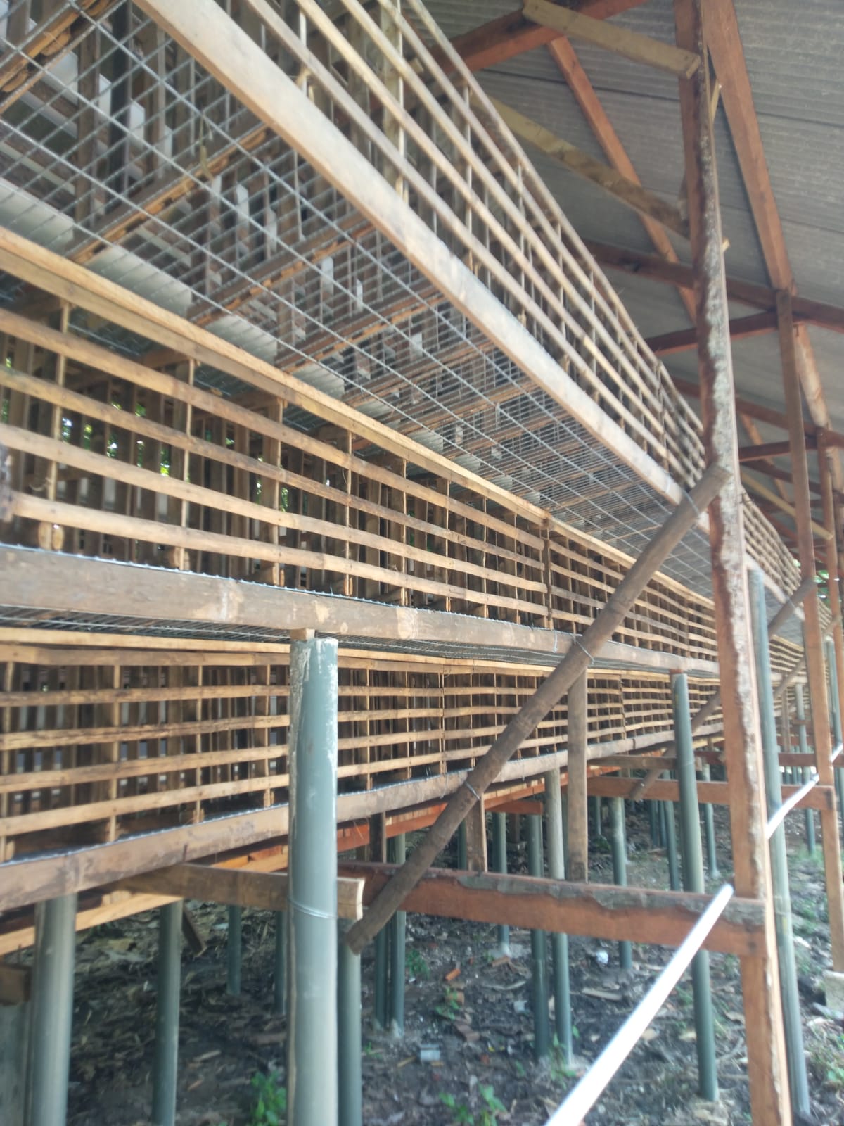 Kondisi kandang ayam , masih kosong dan belum ada aktifitas