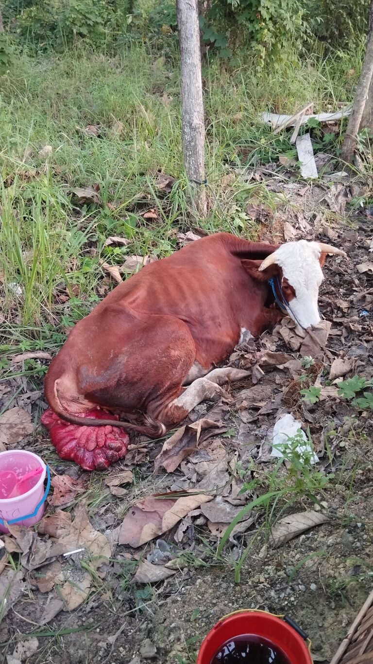 Minim Mitigasi Risiko, Unit Usaha Peternakan BUMDes Mengger Asri Terancam Mangkrak